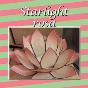14_starlight-rosa