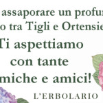 L'Erbolario2013_Ortensia_ombra di Tiglio